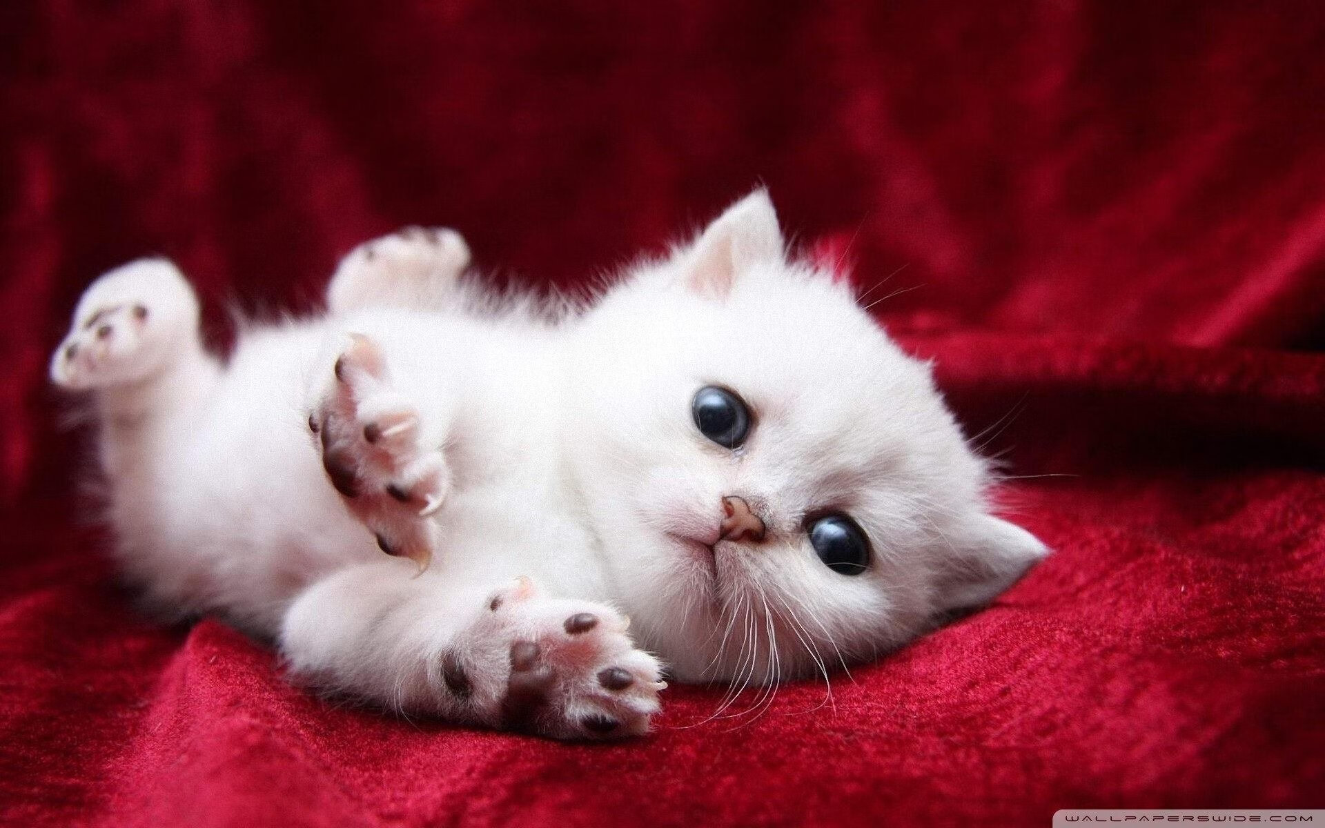 F1新赛季揭幕战之夜，福登统治全场，新一代车王的崛起之夜