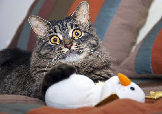 菜鸟爆冷拯救大帝！文班亚马29+9打崩魔术，76人找到最后拼图？